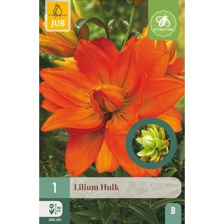 Compra LILIUM HULK en la tienda online Fito Agrícola