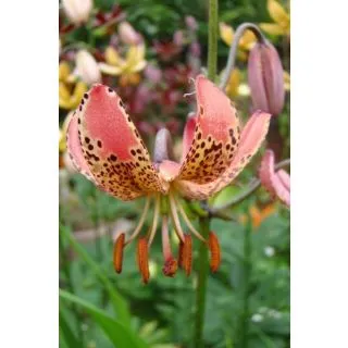 Compra LILIUM MANITOBA MORNING (50 Unid.). en la tienda online Fito Agrícola