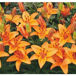 Compra LILIUM ABBEVILLE'S PRIDE (50 Unid.). en la tienda online Fito Agrícola