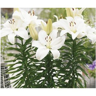 Compra LILIUM GWEN (50 Unid.). en la tienda online Fito Agrícola
