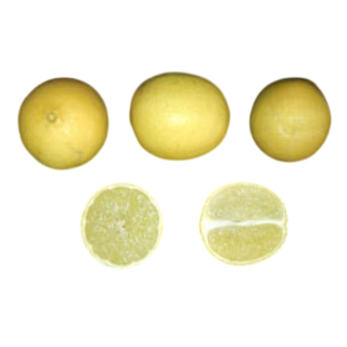 Compra LIMA BEARS - 17 en la tienda online Fito Agrícola