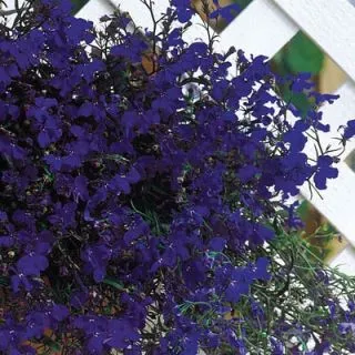 Compra LOBELIA PENDULA TRAILING REGATTA MIDNIGHT BLUE Peliculada (1000 Semillas) en la tienda online Fito Agrícola