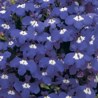 Compra LOBELIA MOON HALF Peliculada (1000 Semillas). en la tienda online Fito Agrícola
