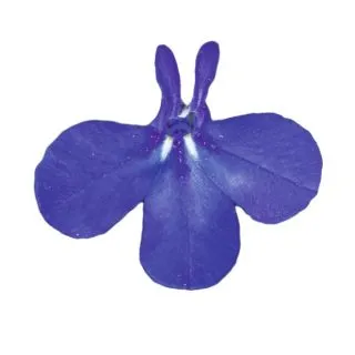 Compra LOBELIA RAPID BLUE Multi Pildora Peliculada (1000 Semillas). en la tienda online Fito Agrícola