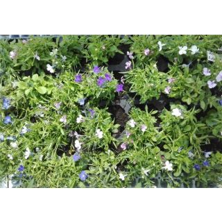 Compra LOBELIAS MEZCLA PLANTEL DESARROLLADO (28 Plantas) en la tienda online Fito Agrícola