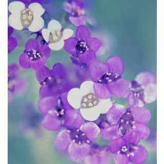 Compra ALISSUMS MEZCLA PLANTEL DESARROLLADO (28 Plantas) en la tienda online Fito Agrícola