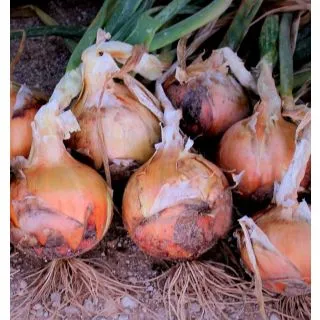 Compra CEBOLLA LUNERA F1 (100.000 Semillas) en la tienda online Fito Agrícola