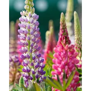 Compra LUPINUS MIX (25 Unid.). en la tienda online Fito Agrícola