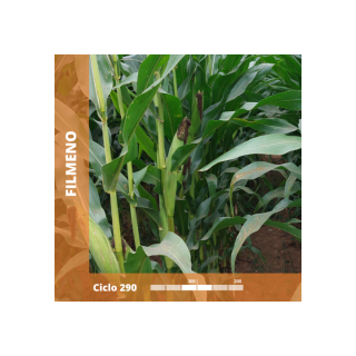 Compra MAÍZ FILMENO Ciclo 290 (50.000 Semillas) en la tienda online Fito Agrícola