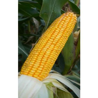 Compra MAÍZ MABUKO Ciclo 700 Sin Tratar (50.000 Semillas) en la tienda online Fito Agrícola