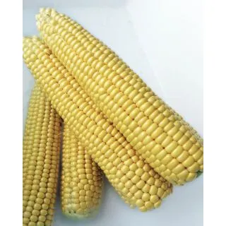 Compra MAÍZ SUPER DULCE SOLARE F1 (5 Kgr.) en la tienda online Fito Agrícola