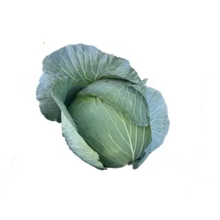 Compra COL MANOUK RZ Precisión (2.500 Semillas). en la tienda online Fito Agrícola