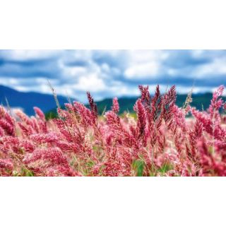 Compra MELINIS SAVANNAH (144 Plantas). en la tienda online Fito Agrícola