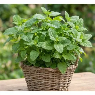Compra MELISA LEMON BALM (144 Plantas). en la tienda online Fito Agrícola