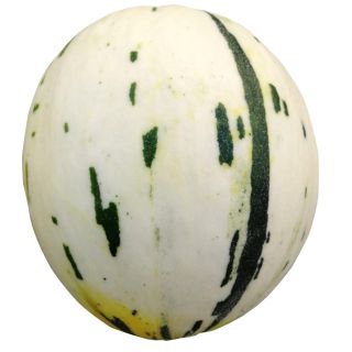 Compra MELON KORAL DS-1601 F1 (1.000 Semillas) en la tienda online Fito Agrícola