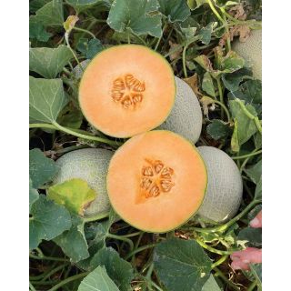 Compra MELÓN MEL 010-22 F1 (1.000 Semillas). en la tienda online Fito Agrícola