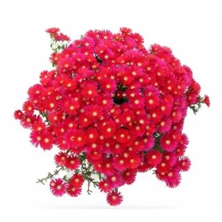 Compra MESSEM DE HOJA PEQUEÑA ROJO (126 Plantas). en la tienda online Fito Agrícola