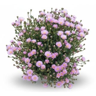 Compra MESSEM DE HOJA PEQUEÑA ROSA (125 Plantas). en la tienda online Fito Agrícola