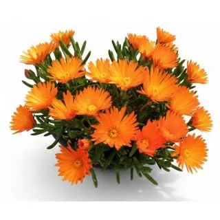 Compra MESSEM LAMPRANTHUS NARANJA (84 Plantas). en la tienda online Fito Agrícola