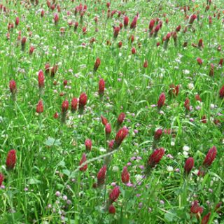 Compra SECANO SUELO ÁCIDO Pluviometría < 550 mm. (25 Kgr.). en la tienda online Fito Agrícola