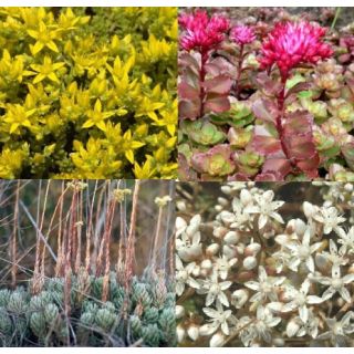 Compra MEZCLA CUBIERTAS CON SEDUM (100 gr.). en la tienda online Fito Agrícola