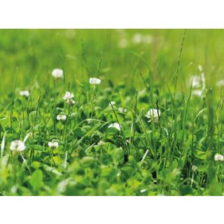 Compra REGADIO SUELO ACIDO (20 Kgr.). en la tienda online Fito Agrícola