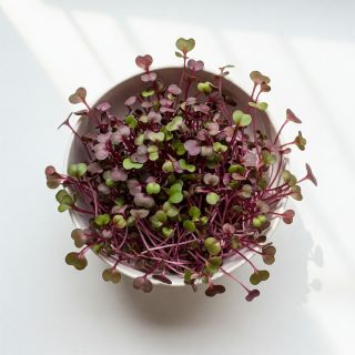 Compra MIZUNA ROJA MICROGREENS (5 Kgr.). en la tienda online Fito Agrícola