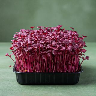 Compra MOSTAZA KOMATSUNA ROJA MICROGREENS ECOLÓGICA (5 Kgr.). en la tienda online Fito Agrícola
