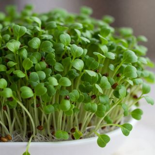 Compra MOSTAZA KOMATSUNA VERDE MICROGREENS (500 gr.). en la tienda online Fito Agrícola
