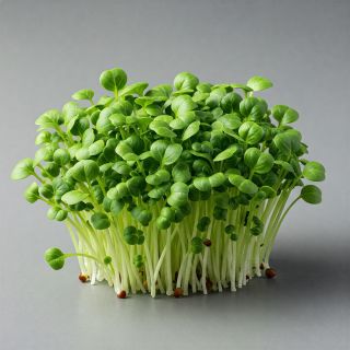 Compra PAK CHOI VERDE MICROGREENS (500 gr.). en la tienda online Fito Agrícola