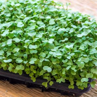 Compra MOSTAZA BLANCA MICROGREENS (500 gr.). en la tienda online Fito Agrícola