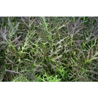 Compra MOSTAZA RUBY STREAKS BABY LEAF (100.000 Semillas) en la tienda online Fito Agrícola