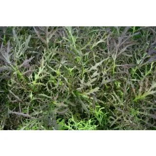 Compra MOSTAZA RUBY STREAKS (100.000 Semillas) en la tienda online Fito Agrícola