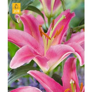 Compra LILIUM MOUNT COOK a Granel en la tienda online Fito Agrícola