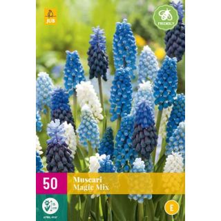Compra MUSCARI MAGIC MIX XXL en la tienda online Fito Agrícola