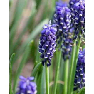 Compra MUSCARI NIGHT EYES (100 Unid.). en la tienda online Fito Agrícola