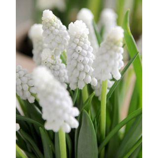 Compra MUSCARI SIBERIAN TIGER (100 Unid.). en la tienda online Fito Agrícola