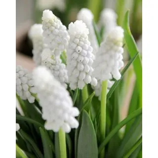 Compra MUSCARI SIBERIAN TIGER (100 Unid.). en la tienda online Fito Agrícola
