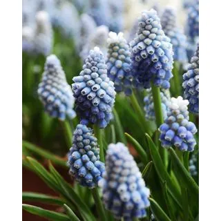 Compra MUSCARI OCEAN MAGIC (100 Unid.). en la tienda online Fito Agrícola