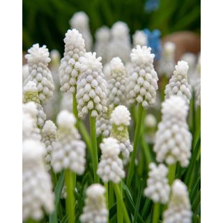Compra MUSCARI WHITE MAGIC (100 Unid.). en la tienda online Fito Agrícola