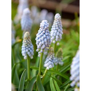 Compra MUSCARI BABYS BREATH (100 Unid.). en la tienda online Fito Agrícola
