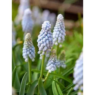 Compra MUSCARI BABYS BREATH (100 Unid.). en la tienda online Fito Agrícola