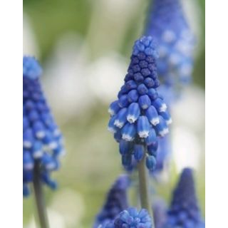 Compra MUSCARI BOTRYOIDES SUPERSTAR (100 Unid.). en la tienda online Fito Agrícola
