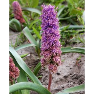 Compra MUSCARI COMOSUM PLUMOSUM (100 Unid.). en la tienda online Fito Agrícola
