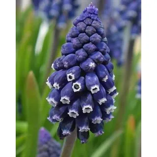 Compra MUSCARI JOYCE SPIRIT (100 Unid.). en la tienda online Fito Agrícola