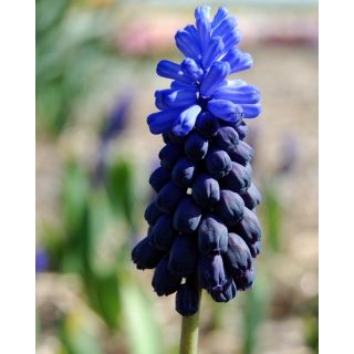 Compra MUSCARI LATIFOLIUM (100 Unid.). en la tienda online Fito Agrícola