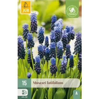 Compra MUSCARI LATIFOLIUM en la tienda online Fito Agrícola