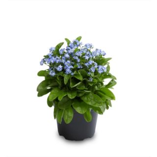 Compra MYOSOTIS LAURA BLUE (1000 Semillas). en la tienda online Fito Agrícola