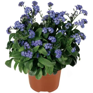 Compra MYOSOTIS NINA INDIGO (1000 Semillas). en la tienda online Fito Agrícola