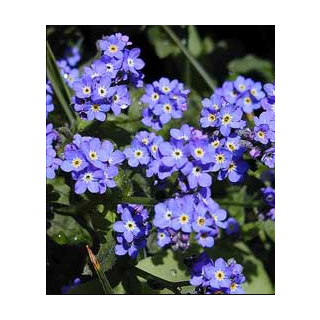 Compra MYOSOTIS SNOWYLVA (1000 Semillas). en la tienda online Fito Agrícola